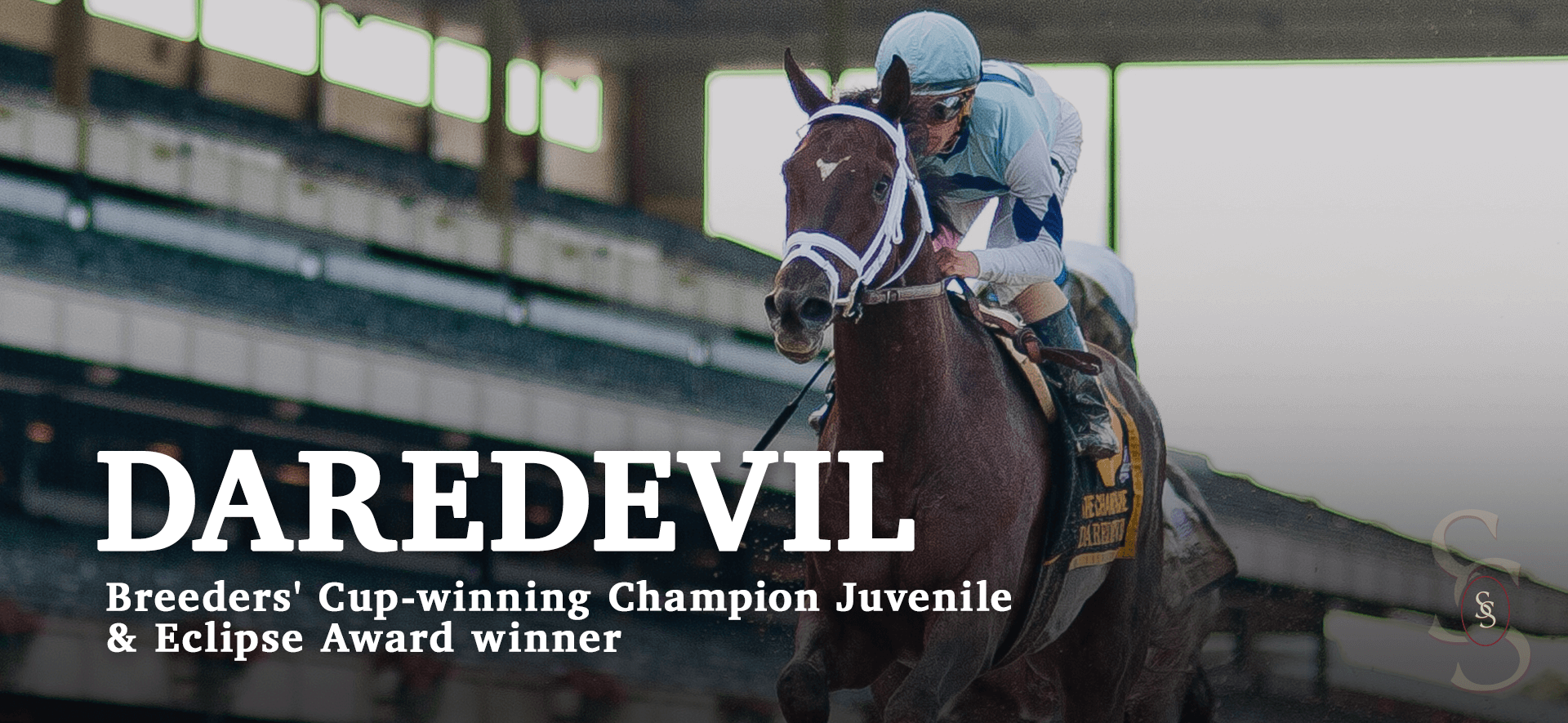 Daredevil Breeder's Cup-winner Champion Juvenile & Eclipse Award Winner